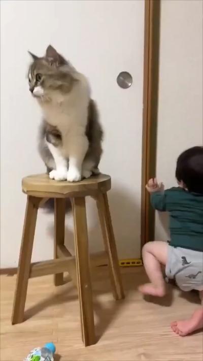 The kitten keeps preventing the child from going out