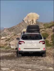 The sheep found something interesting. short MP4 video