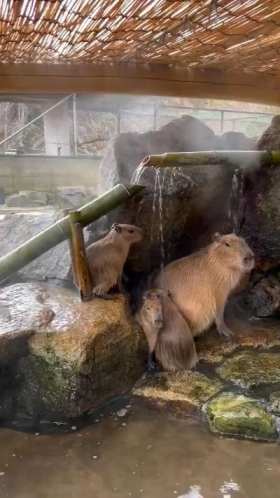 Capybara bathing in hot springs short MP4 video