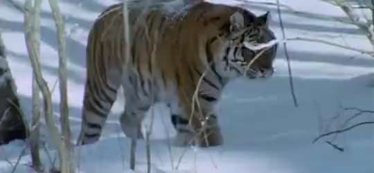 snow tiger short MP4 video