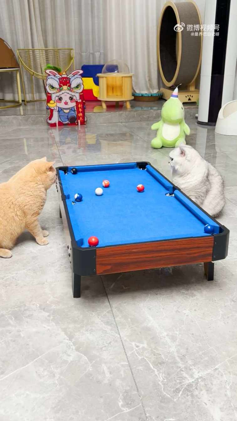 kittens play billiards short MP4 video