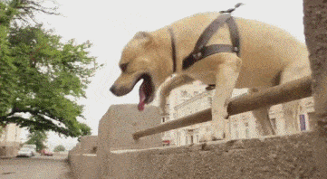 The dog follows me to exercise every day