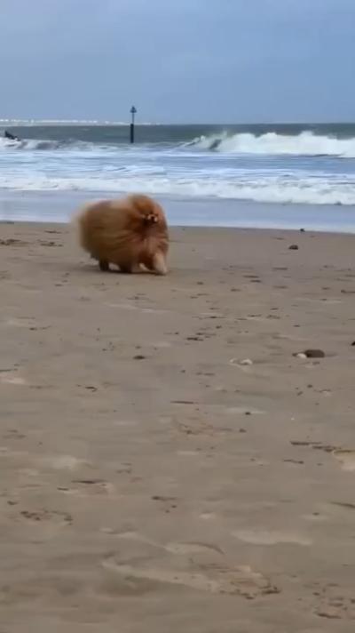 puppy running on beach
