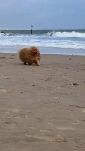 puppy running on beach short MP4 video