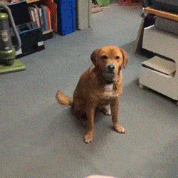 Loveless dog