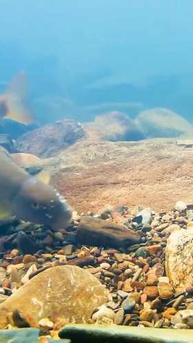Fish moving stones short MP4 video