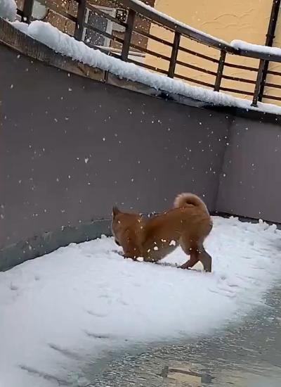 Happy and excited puppy in the snow