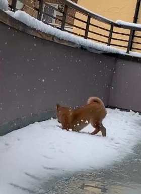 Happy and excited puppy in the snow short MP4 video