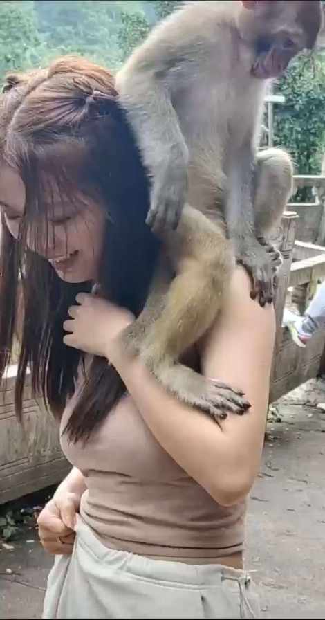 naughty monkey short MP4 video