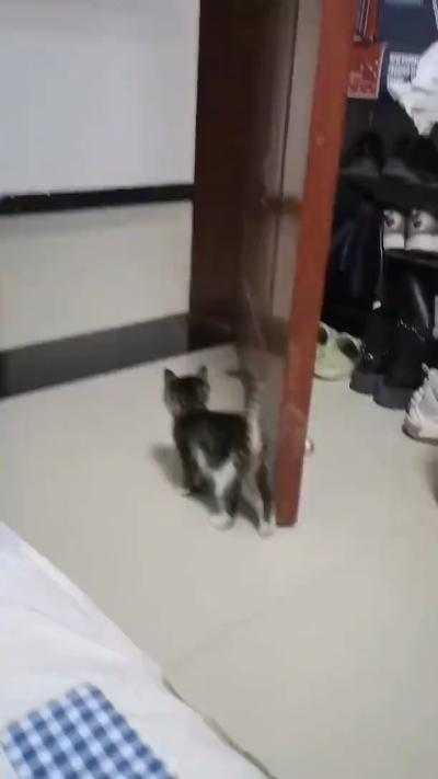 A little kitten who wants to scare his owner
