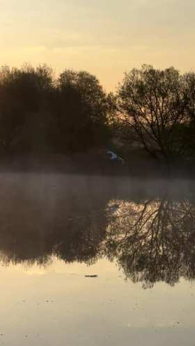 Swans fly into the pond at sunset short MP4 video