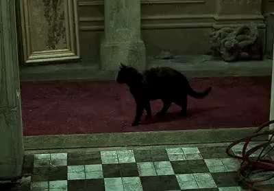 A black cat in the movie