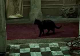 A black cat in the movie short MP4 video