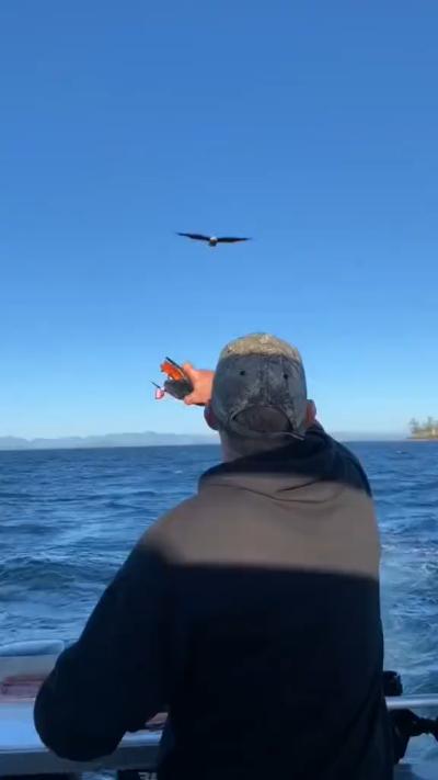 This is the first time I’ve seen an eagle being fed like this.