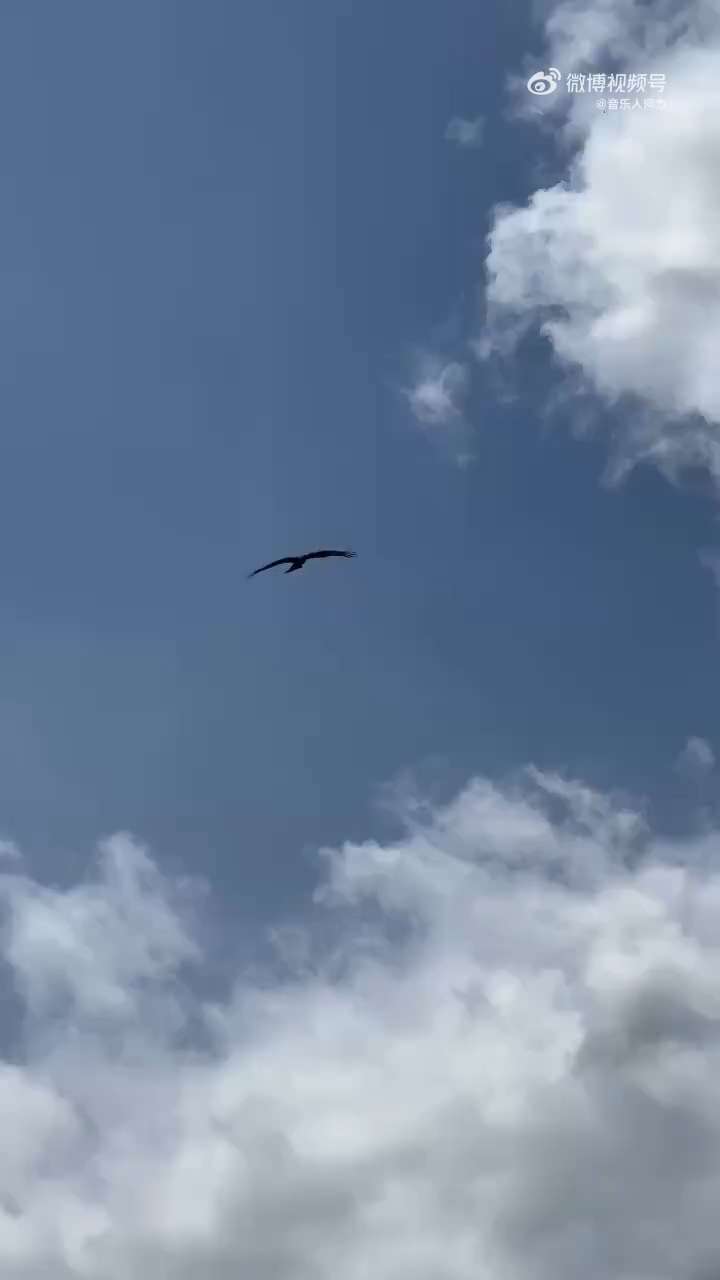 eagle soars in the sky