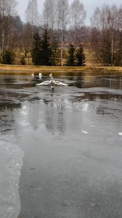 Goose gliding on the ice