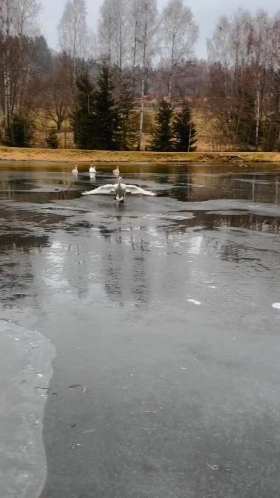 Goose gliding on the ice short MP4 video