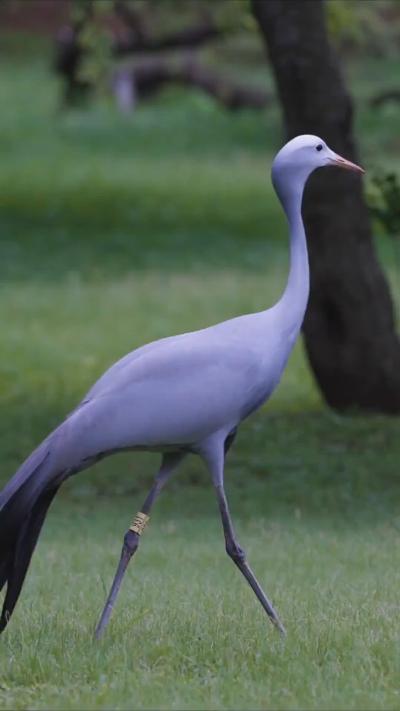 elegant walking bird