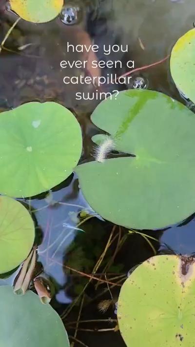 have you ever seen a caterpillar swim? GIF