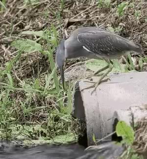 Herons eat small fish in the ditch