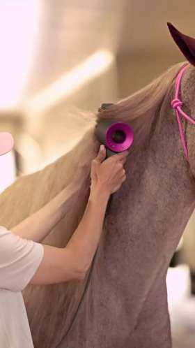 Beautifully dressed horse short MP4 video