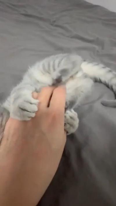 Lying on the bed and petting the cat with feet