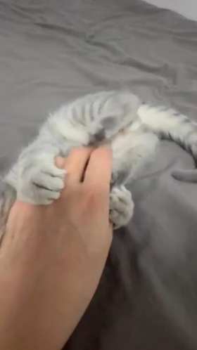 Lying on the bed and petting the cat with feet short MP4 video