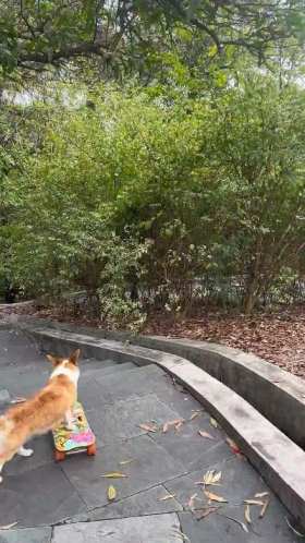 A puppy skateboarding down the stairs. short MP4 video