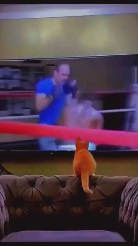Cat who learned boxing