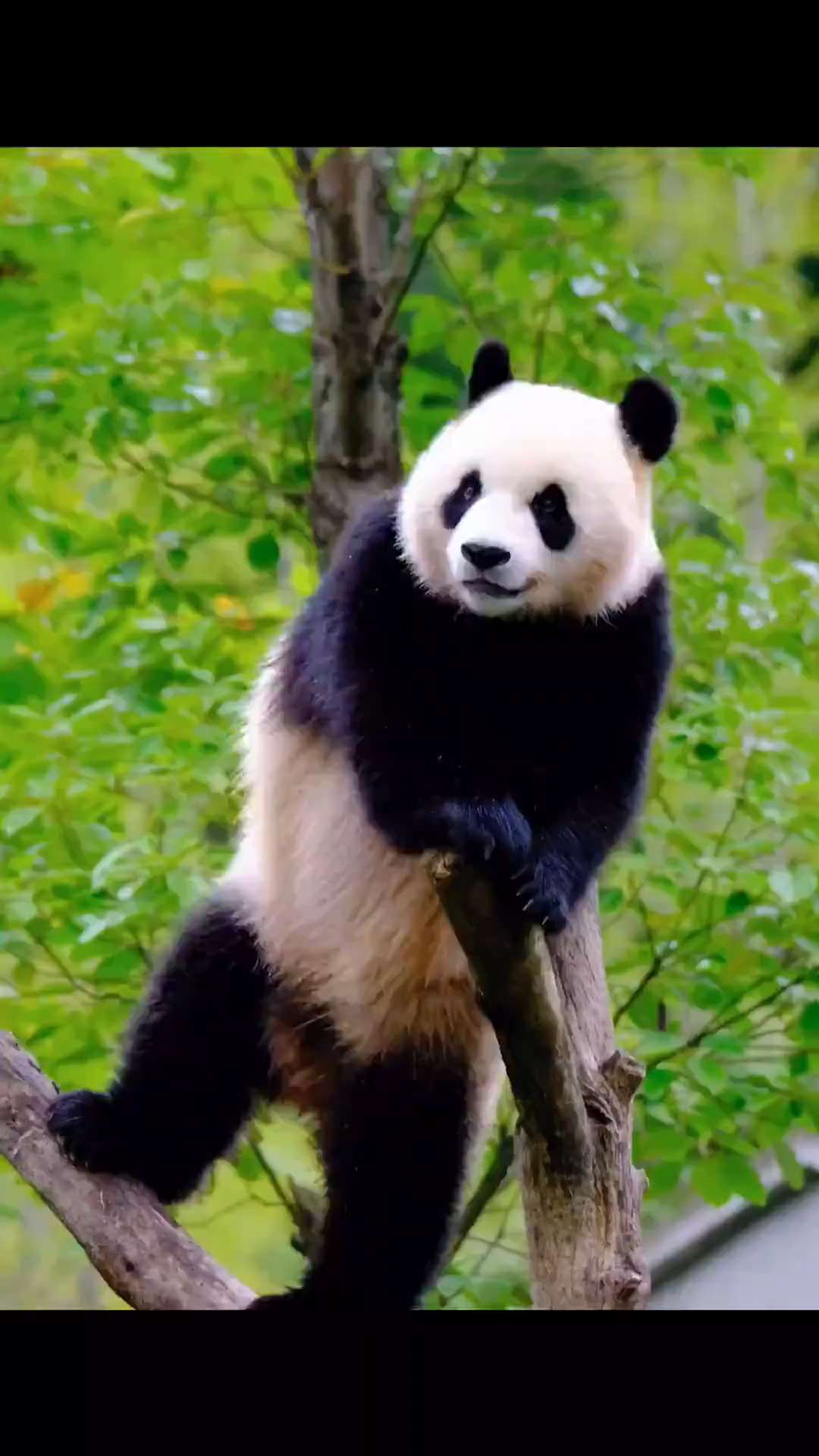 the panda swinging on a branch short MP4 video