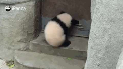 The chubby giant panda opens the door for the staff