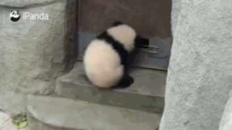 The chubby giant panda opens the door for the staff short MP4 video