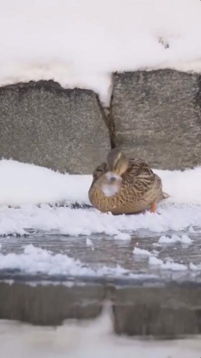 The little duck's mouth is frozen