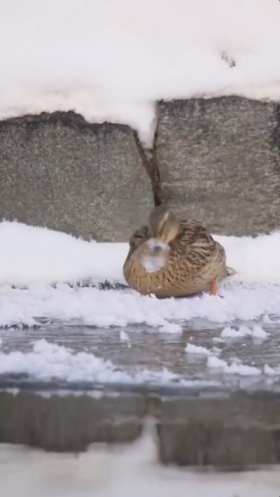 The little duck's mouth is frozen short MP4 video