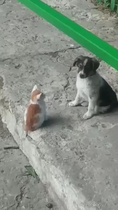 Puppy petting kitten's head