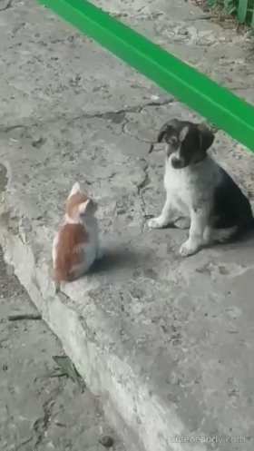 Puppy petting kitten's head short MP4 video