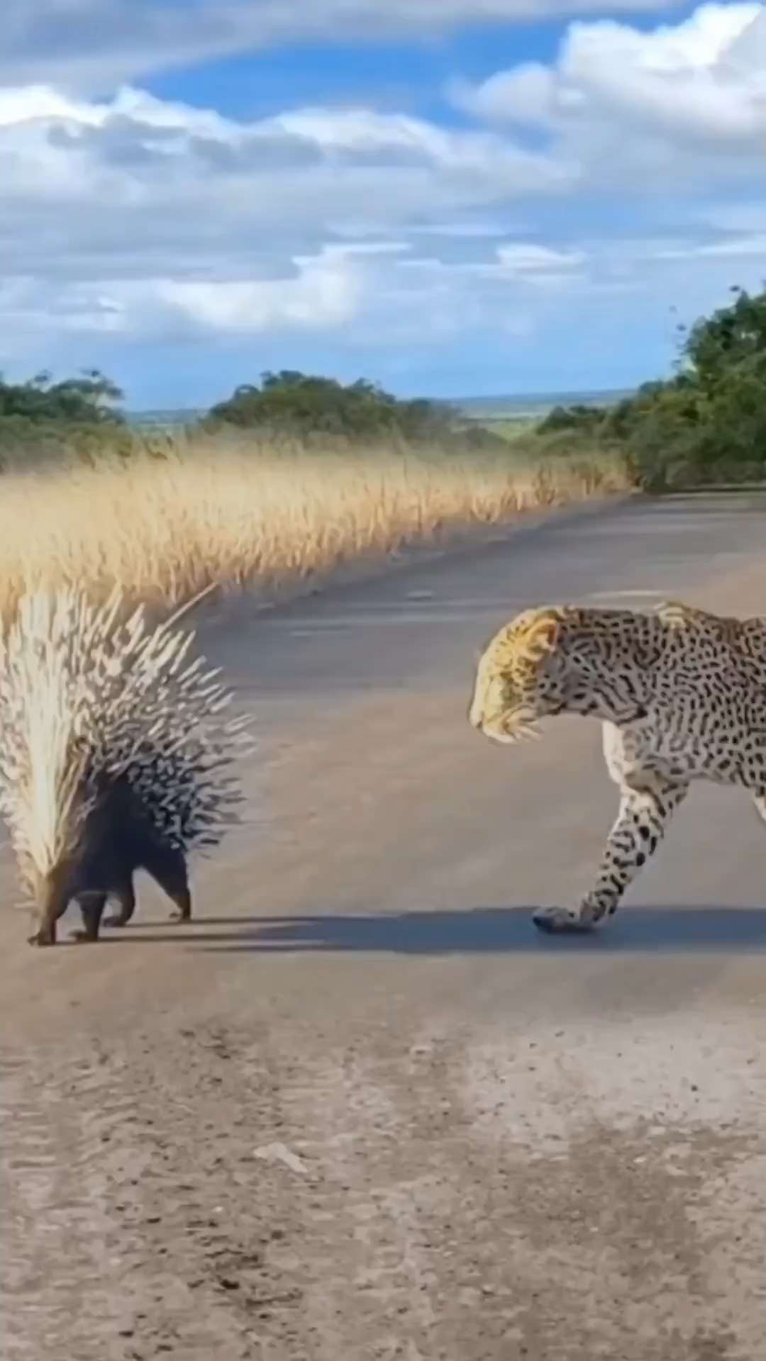 Spiny leopard