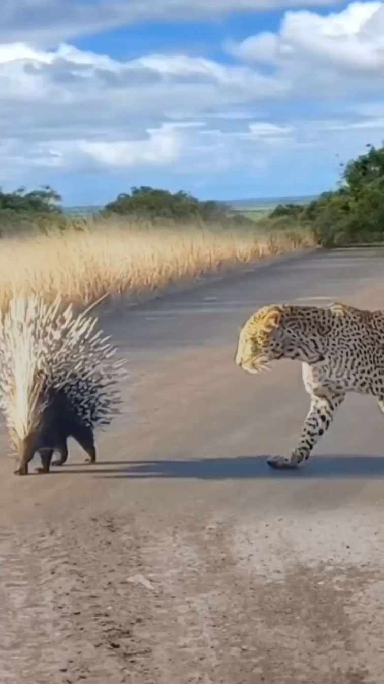 Spiny leopard short MP4 video