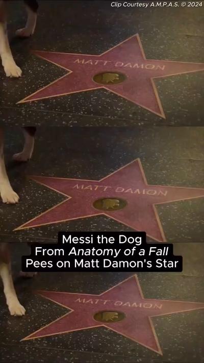Messi, the spirit dog, peed on Matt Damon's star on the Walk of Fame and then fled the scene.