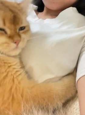 The kitten is lying on the girl's chest. short MP4 video