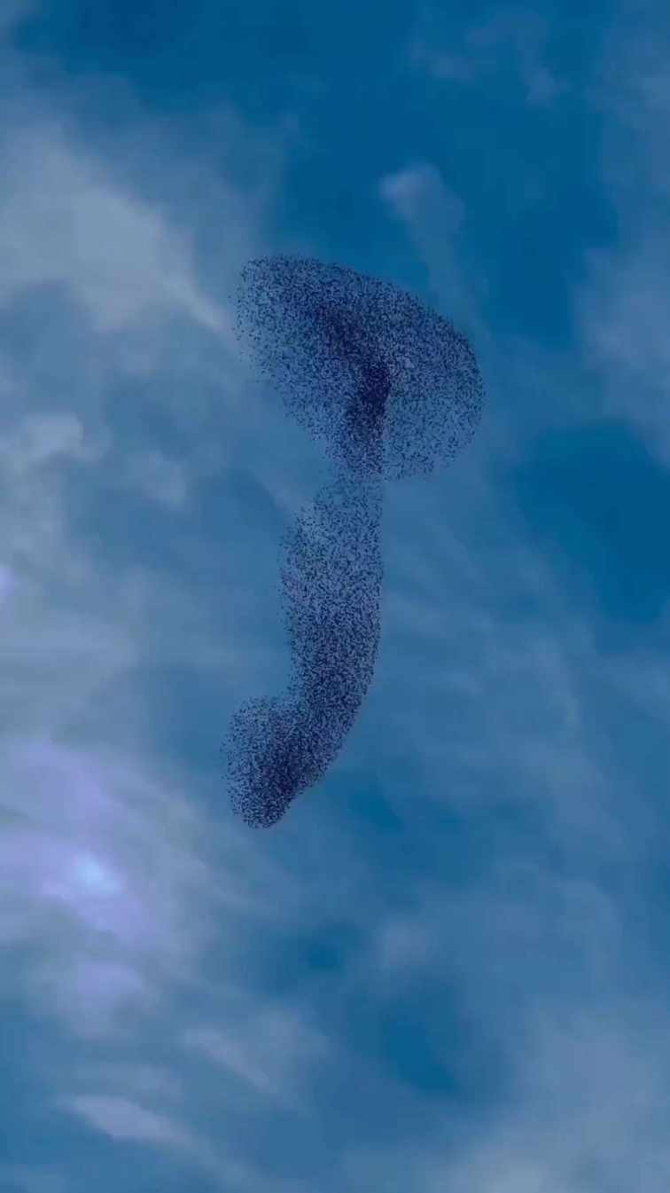 starling migration, starling dance short MP4 video