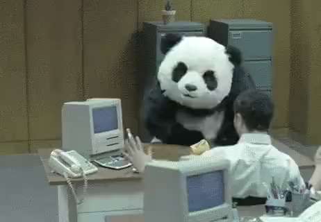 grumpy panda short MP4 video