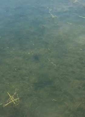 Crested grebes galloping across the water short MP4 video