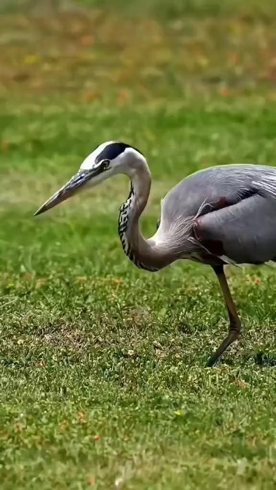 Heron pecks at mouse with great accuracy