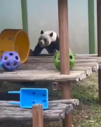 The chubby giant panda rolled down from a high place