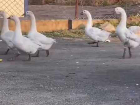 A flock of geese walks by short MP4 video