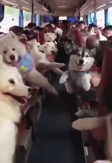 A bus full of dogs