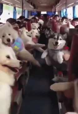A bus full of dogs short MP4 video