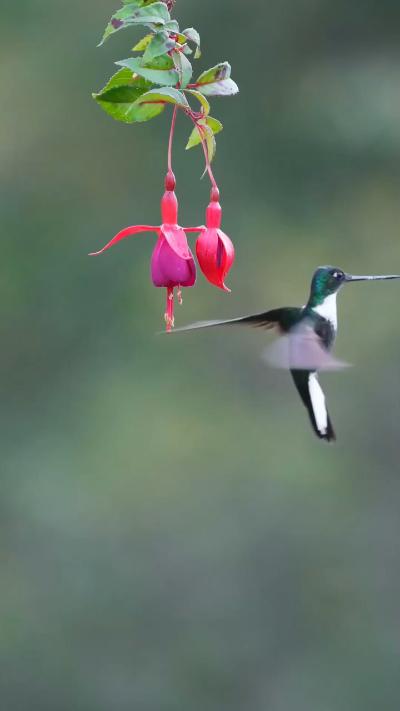 Hummingbird pecking at fruit