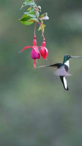 Hummingbird pecking at fruit short MP4 video